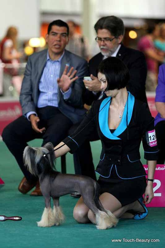 Нерону (Zlato Dinastii Neron) — 14 лет. Поздравляем тебя, наш знаменитый папа!. Питомник китайских хохлатых собак Poale Ell: купить щенка