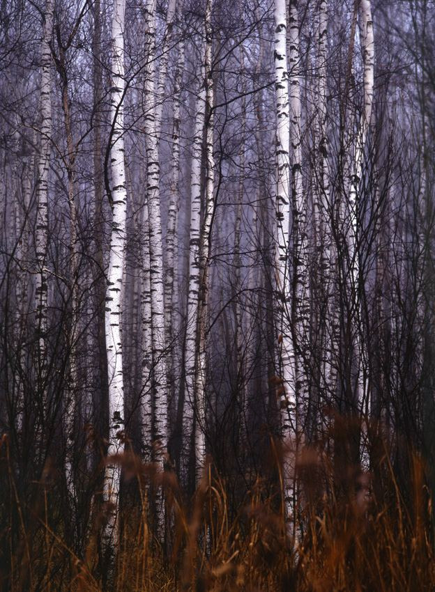 Осень. ВАДИМ ГИППЕНРЕЙТЕР — ВЕЛИКИЙ ФОТОГРАФ ЗЕМЛИ РУССКОЙ