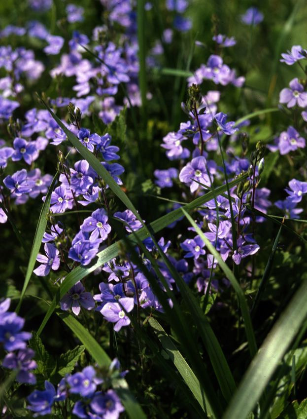 Лето. ВАДИМ ГИППЕНРЕЙТЕР — ВЕЛИКИЙ ФОТОГРАФ ЗЕМЛИ РУССКОЙ