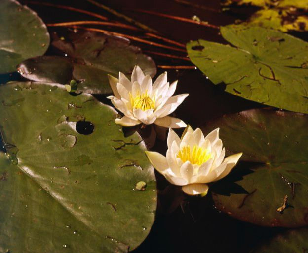 Лето. ВАДИМ ГИППЕНРЕЙТЕР — ВЕЛИКИЙ ФОТОГРАФ ЗЕМЛИ РУССКОЙ
