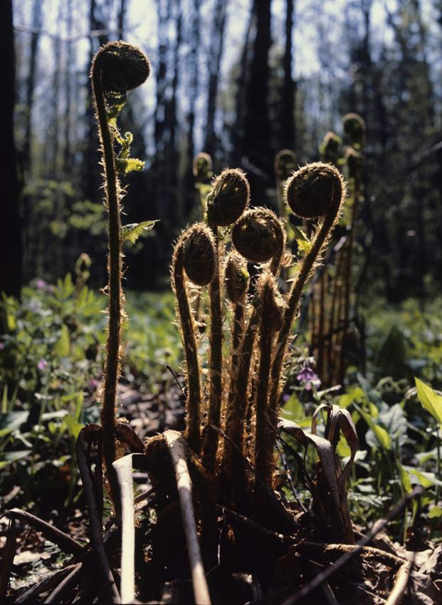 Весна. ВАДИМ ГИППЕНРЕЙТЕР — ВЕЛИКИЙ ФОТОГРАФ ЗЕМЛИ РУССКОЙ