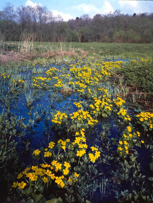 Весна. ВАДИМ ГИППЕНРЕЙТЕР — ВЕЛИКИЙ ФОТОГРАФ ЗЕМЛИ РУССКОЙ