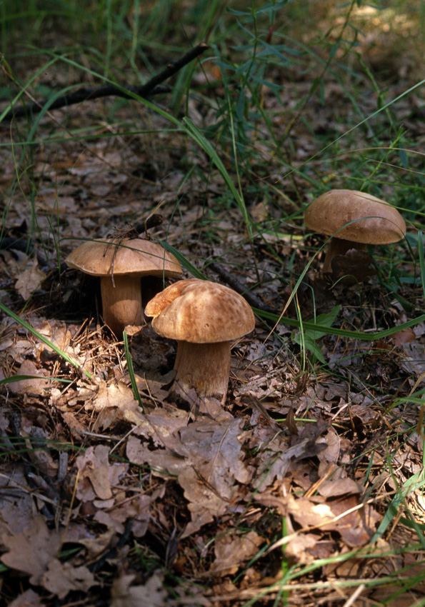 Осень. ВАДИМ ГИППЕНРЕЙТЕР — ВЕЛИКИЙ ФОТОГРАФ ЗЕМЛИ РУССКОЙ