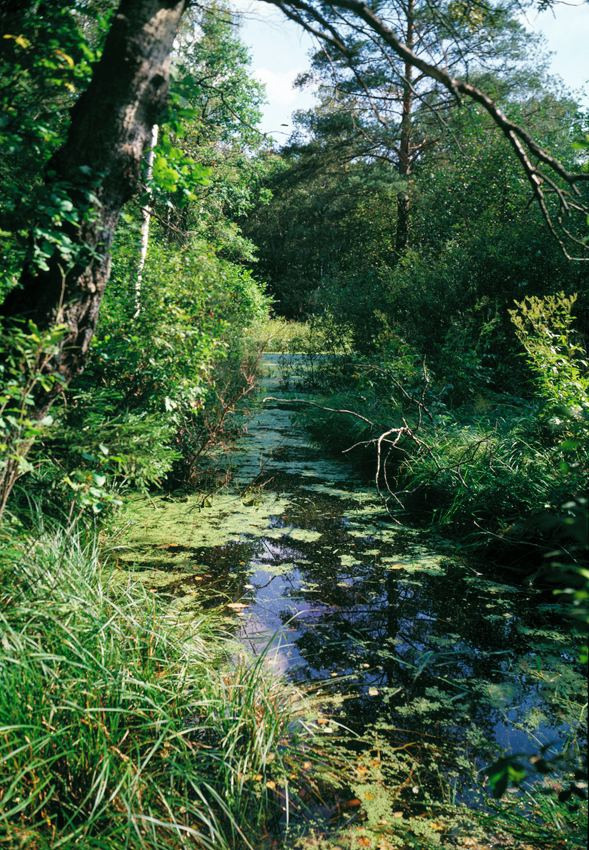 Лето. ВАДИМ ГИППЕНРЕЙТЕР — ВЕЛИКИЙ ФОТОГРАФ ЗЕМЛИ РУССКОЙ