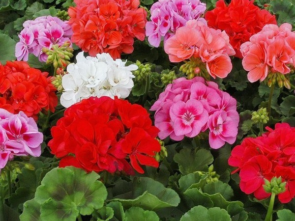 Герани. Лада&Крафт