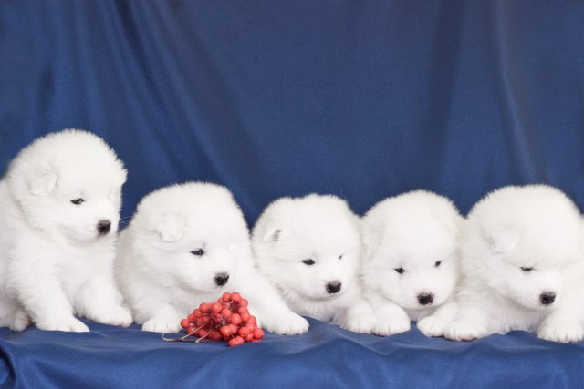 фотоссамоедаминсо