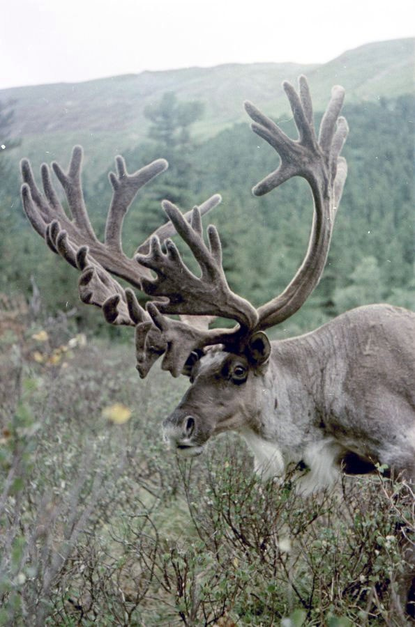 Саяны. ВАДИМ ГИППЕНРЕЙТЕР — ВЕЛИКИЙ ФОТОГРАФ ЗЕМЛИ РУССКОЙ