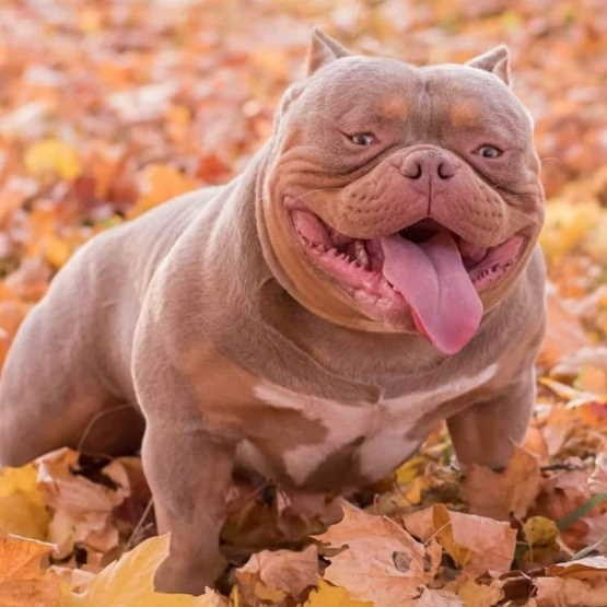 Щенки Стандарт American Bully в Севастовополе 