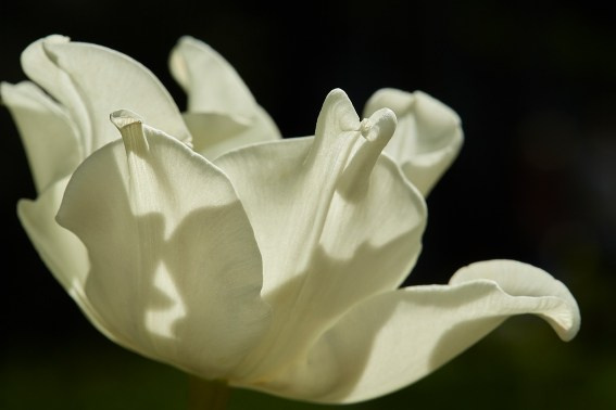 Коллекция «ПРИКОСНОВЕНИЕ». Лена Сми интерьерный и портретный фотограф. Москва и Санкт-Петербург
