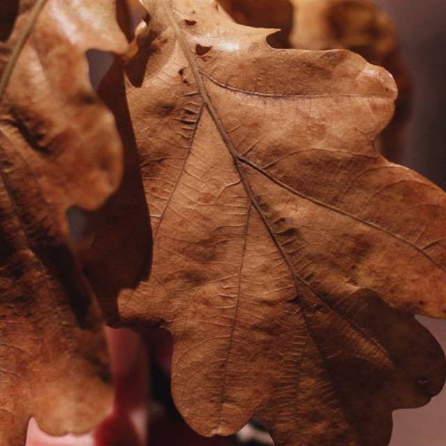 Интенсив «ТВОРИ ОСЕНЬ». Фотограф Светлана Анисимова обучение фото видео рилс