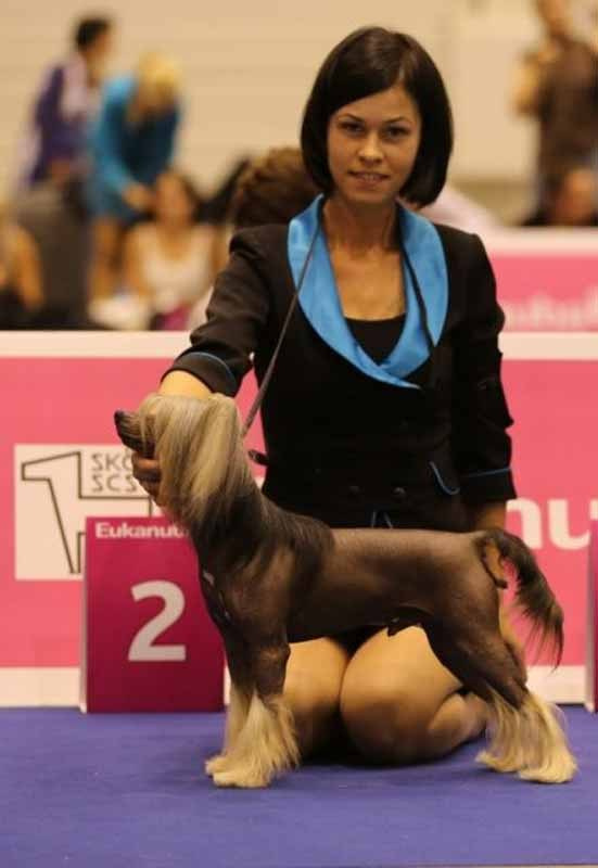 Нерону (Zlato Dinastii Neron) — 14 лет. Поздравляем тебя, наш знаменитый папа!. Питомник китайских хохлатых собак Poale Ell: купить щенка