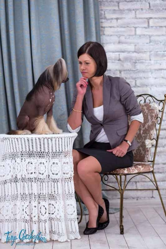 Нерону (Zlato Dinastii Neron) — 14 лет. Поздравляем тебя, наш знаменитый папа!. Питомник китайских хохлатых собак Poale Ell: купить щенка