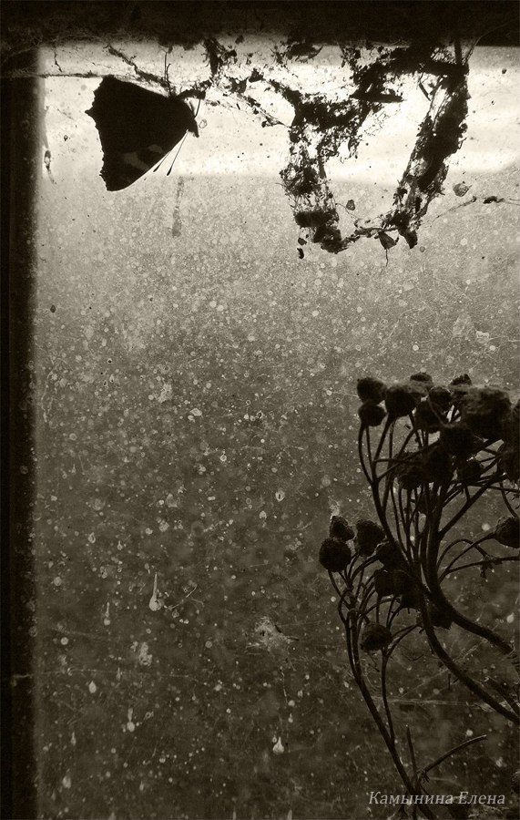 Натюрморт. Фотограф Елена Камынина