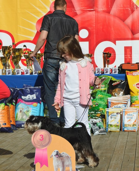 Леля/Asson Ari Unara Valeri. Питомник цвергшнауцеров в Беларуси «Делинсо Бэлэнс»