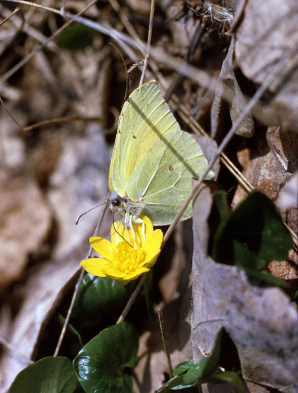 Весна. ВАДИМ ГИППЕНРЕЙТЕР — ВЕЛИКИЙ ФОТОГРАФ ЗЕМЛИ РУССКОЙ