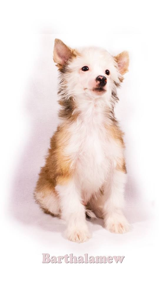 Poale Ell Barthalamew. Chinese Crested Dog Kennel Poale Ell