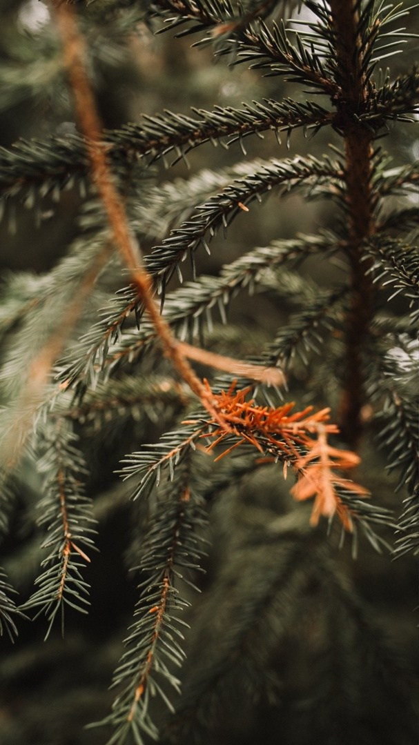 Глэмпинг Холмистый. Аренда домиков в Перми