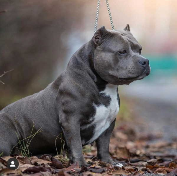 Булли в голубом окрасе