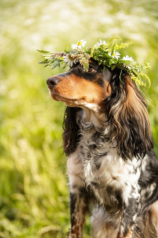 Съёмки собак на природе. Фотограф-анималист Natalia Deingel | Фотосъемка собак в Москве