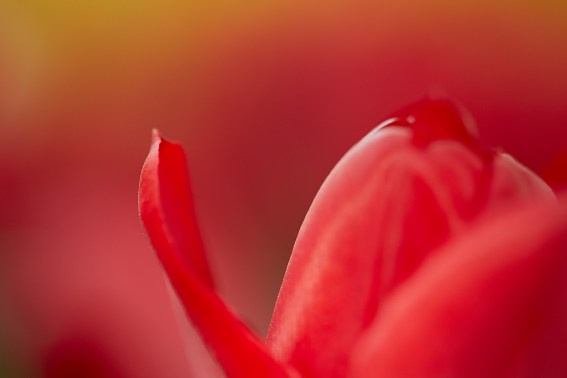 Коллекция «ПРИКОСНОВЕНИЕ». Лена Сми интерьерный и портретный фотограф. Москва и Санкт-Петербург