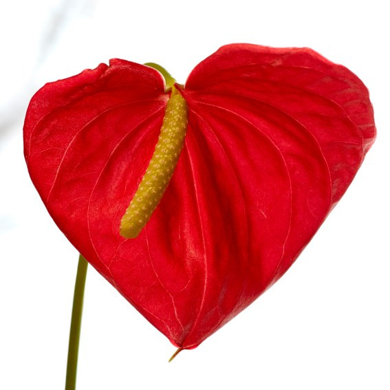 Коллекция «ПРИКОСНОВЕНИЕ». Лена Сми интерьерный и портретный фотограф. Москва и Санкт-Петербург