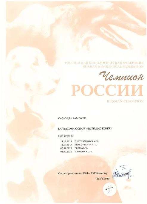 Родители / Щенки. Самоед Новосибирск