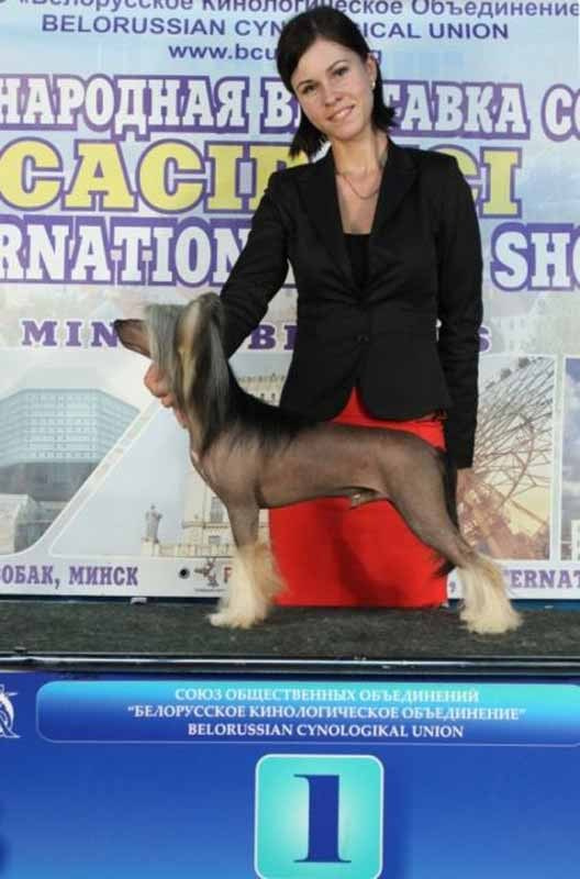 Нерону (Zlato Dinastii Neron) — 14 лет. Поздравляем тебя, наш знаменитый папа!. Питомник китайских хохлатых собак Poale Ell: купить щенка