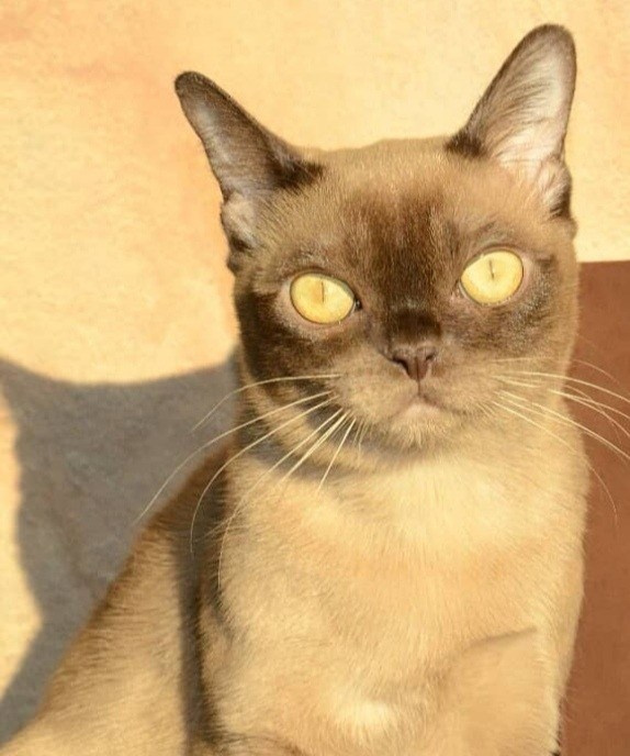 Котёнок американской бурмы. Las Burmas — питомник американской бурмы традиционных линий