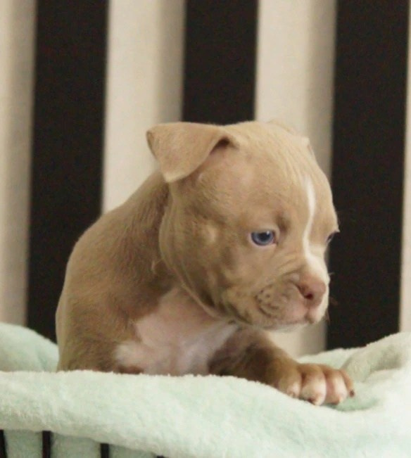 Щенки Американский булли. ПИТОМНИК СОБАК ПОРОДЫ АМЕРИКАНСКИЙ БУЛЛИ