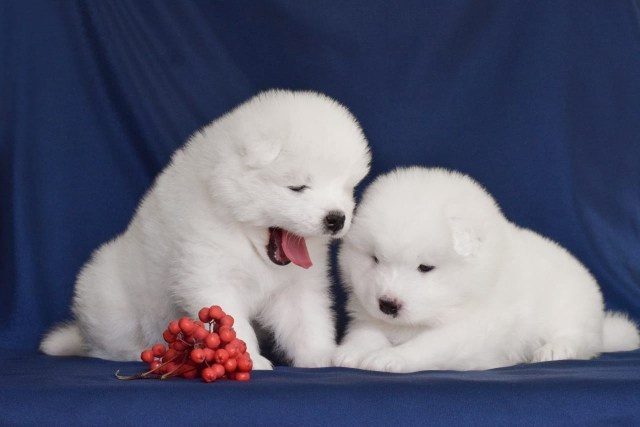 фотоссамоедаминск