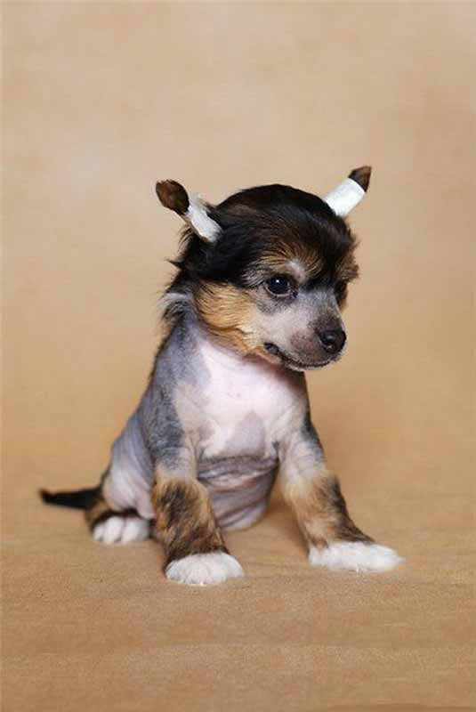 Нерону (Zlato Dinastii Neron) — 14 лет. Поздравляем тебя, наш знаменитый папа!. Питомник китайских хохлатых собак Poale Ell: купить щенка