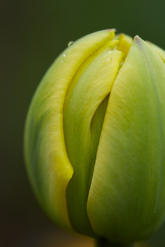 Коллекция «ПРИКОСНОВЕНИЕ». Лена Сми интерьерный и портретный фотограф. Москва и Санкт-Петербург