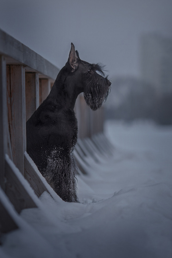 Уши, лапы, хвост. Yuliana Ra | Юлиана Ра