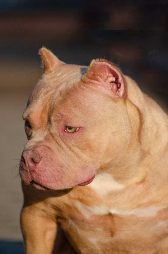 Вязка булли стандарт в Крыму 