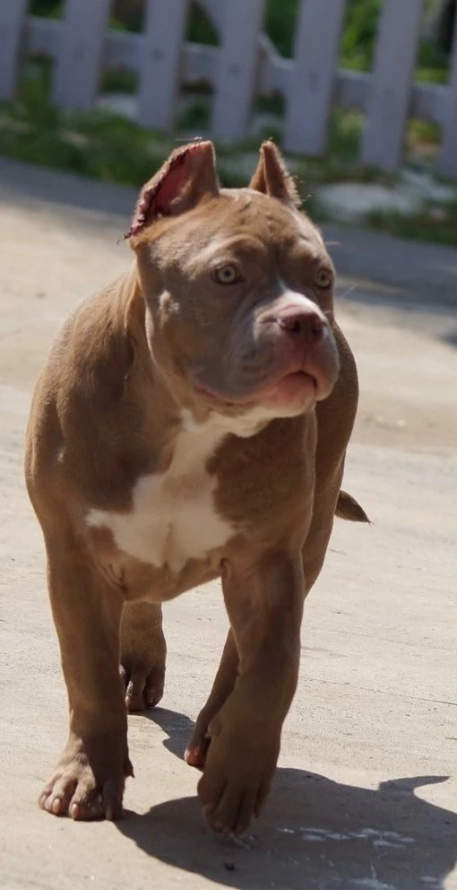 Булли покет сука Вениамина. ПИТОМНИК СОБАК ПОРОДЫ АМЕРИКАНСКИЙ БУЛЛИ