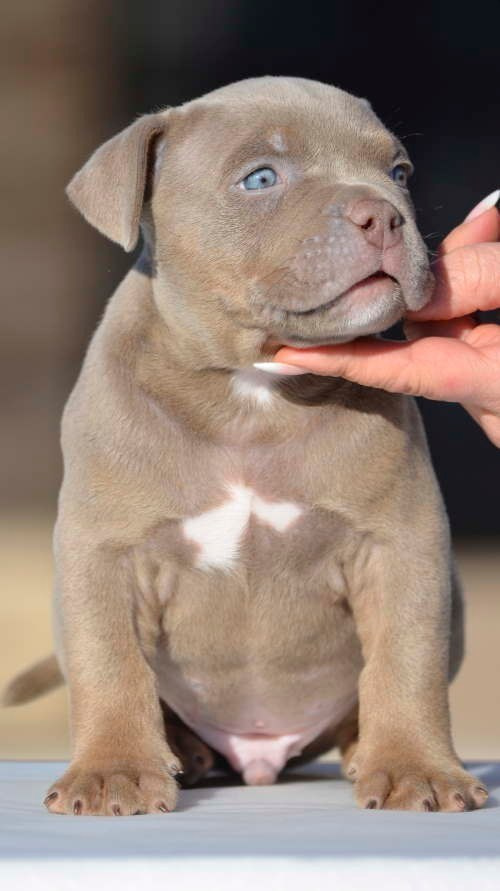 Дети Камелия. ПИТОМНИК СОБАК ПОРОДЫ АМЕРИКАНСКИЙ БУЛЛИ