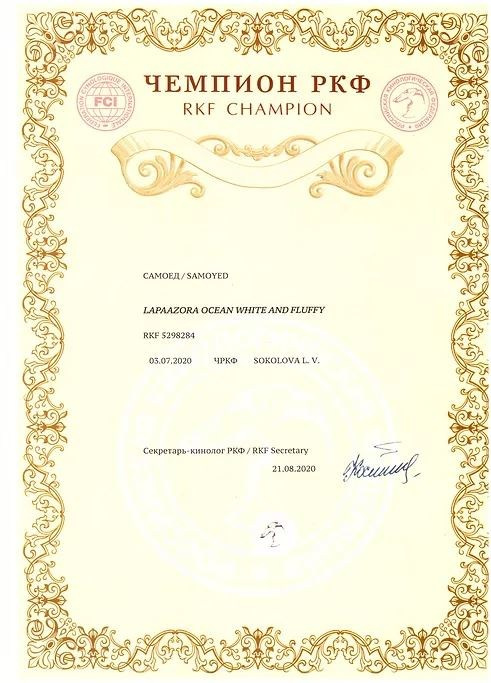 Родители / Щенки. Самоед Новосибирск