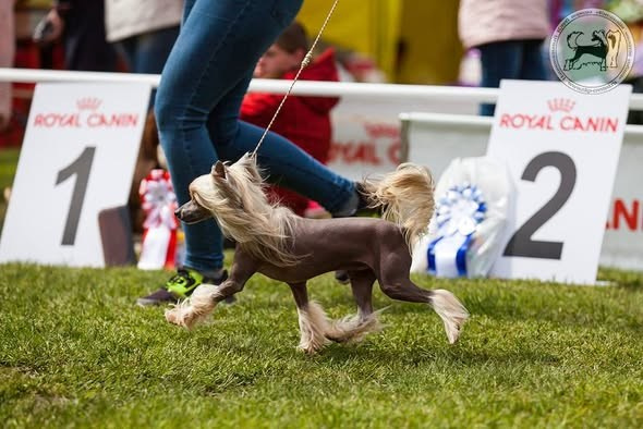 04.06.2017 "Национальный Чемпионат КХС 2017 "монопородная выставка ранга Чемпион Клуба. 70 собак, Судья Людмила Лаврова (Молдова). Промежуточный класс, 2, СС. Хендлер Наталья Губенкова.
