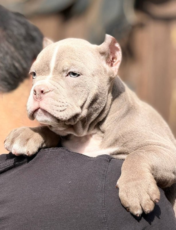 Щенки Американский булли. ПИТОМНИК СОБАК ПОРОДЫ АМЕРИКАНСКИЙ БУЛЛИ