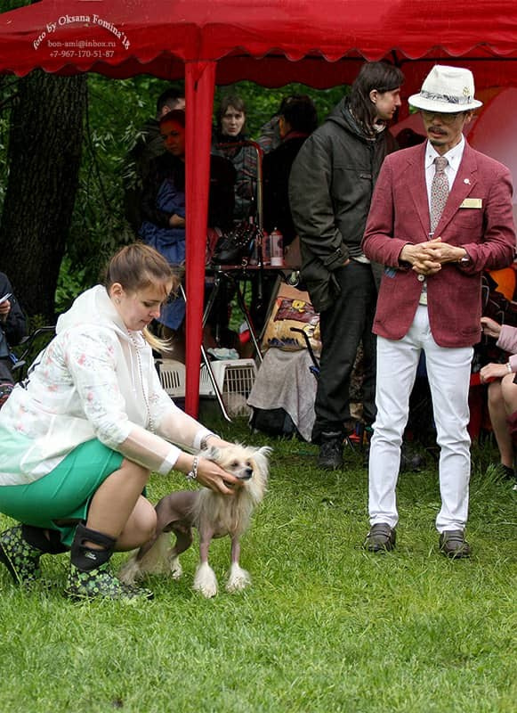 20.05.2018, Москва, Сокольники. Национальный Чемпионат 2018, монопородная выставка ранга Чемпион Клуба "Китайская хохлатая собака" (по каталогу 96 собак). Эксперт Christopher Changhyun Lee (Корея). Люкс - отлично 1/3, CW, КЧК. Хендлер Наталья Губенкова.