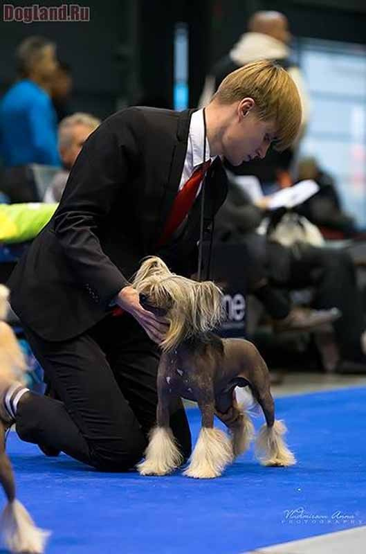 Нерону (Zlato Dinastii Neron) — 14 лет. Поздравляем тебя, наш знаменитый папа!. Питомник китайских хохлатых собак Poale Ell: купить щенка