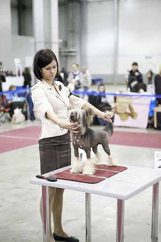 Нерону (Zlato Dinastii Neron) — 14 лет. Поздравляем тебя, наш знаменитый папа!. Питомник китайских хохлатых собак Poale Ell: купить щенка
