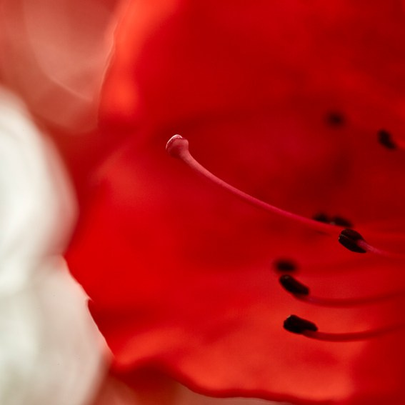 Коллекция «ПРИКОСНОВЕНИЕ». Лена Сми интерьерный и портретный фотограф. Москва и Санкт-Петербург