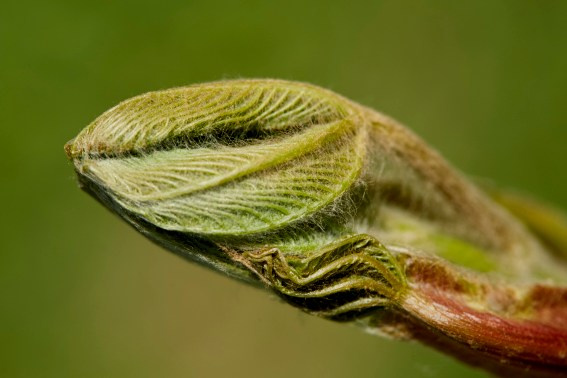 Коллекция «ПРИКОСНОВЕНИЕ». Лена Сми интерьерный и портретный фотограф. Москва и Санкт-Петербург
