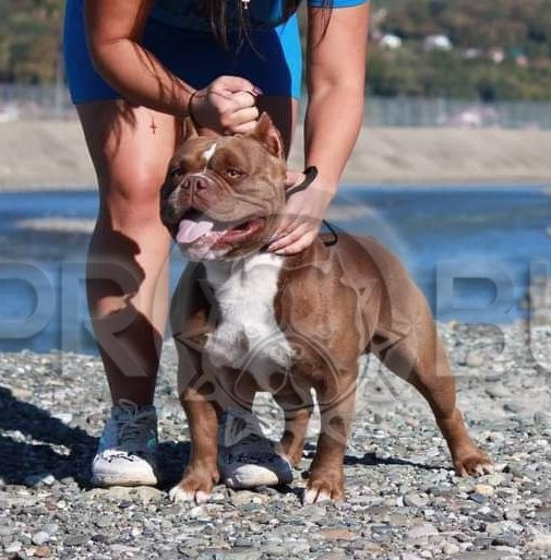 Папа Вэла, шоколадный американский булли