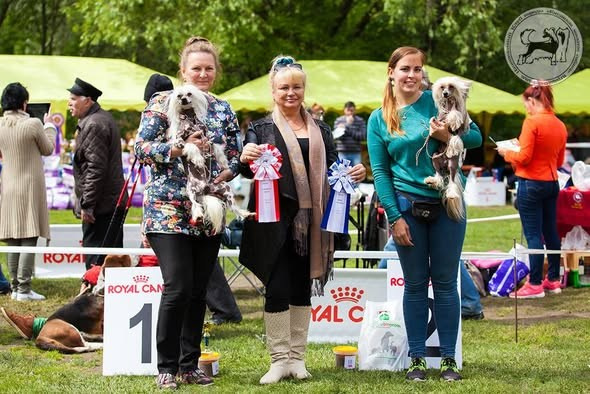 04.06.2017 "Национальный Чемпионат КХС 2017 "монопородная выставка ранга Чемпион Клуба. 70 собак, Судья Людмила Лаврова (Молдова). Промежуточный класс, 2, СС. Хендлер Наталья Губенкова.