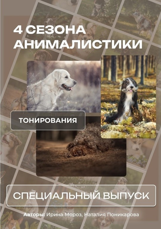 съемка собак