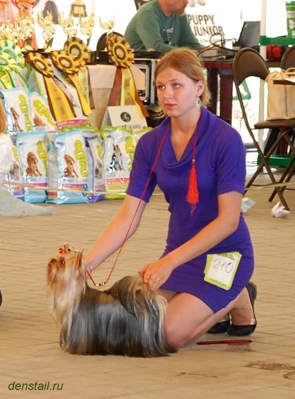 2013 г Результаты выставок. Питомник Йоркширских терьеров Дэнстайл в Санкт-Петербурге заводчик Тих