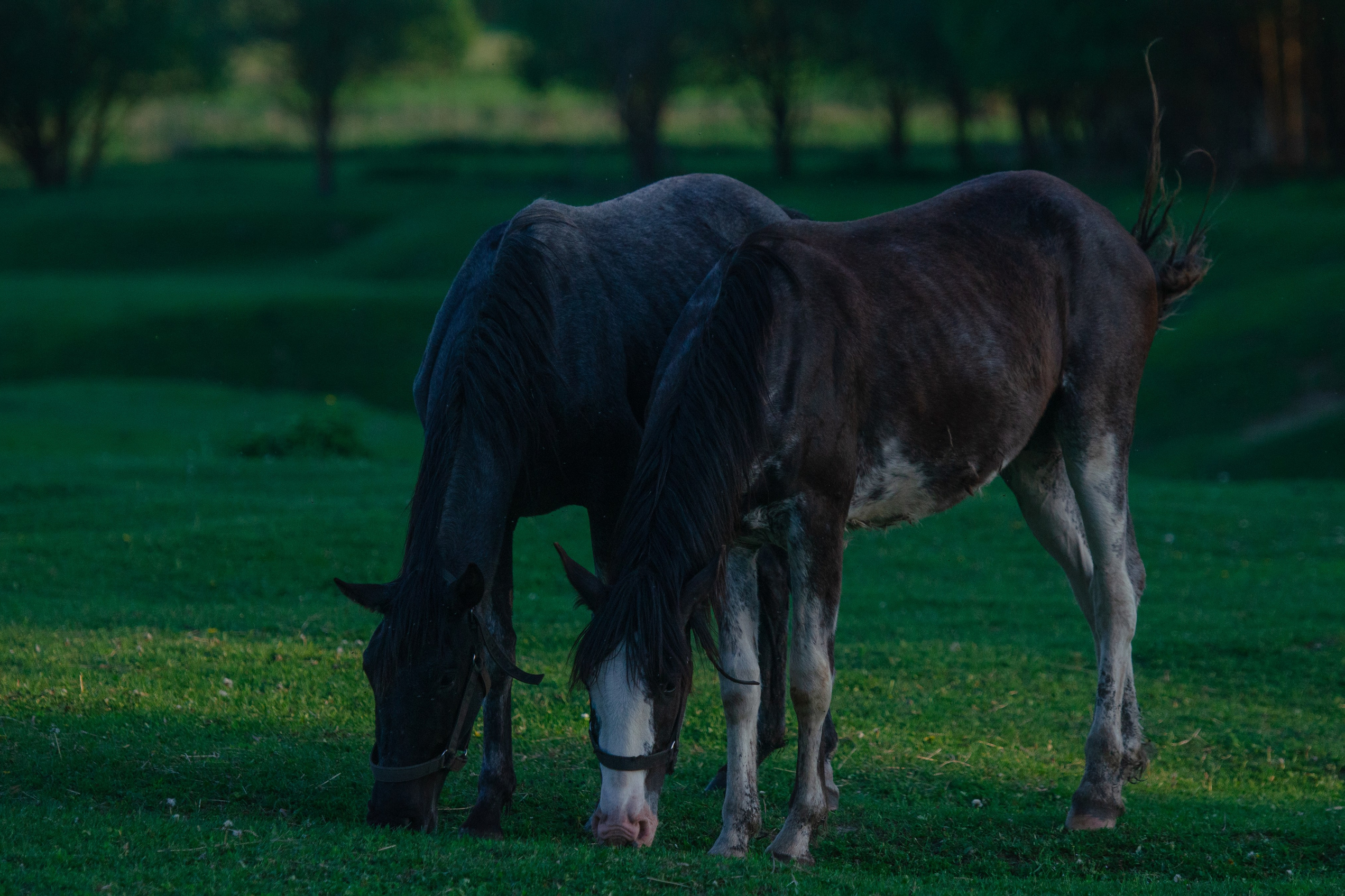 Услуги. Фотограф в Москве. София Казьмина