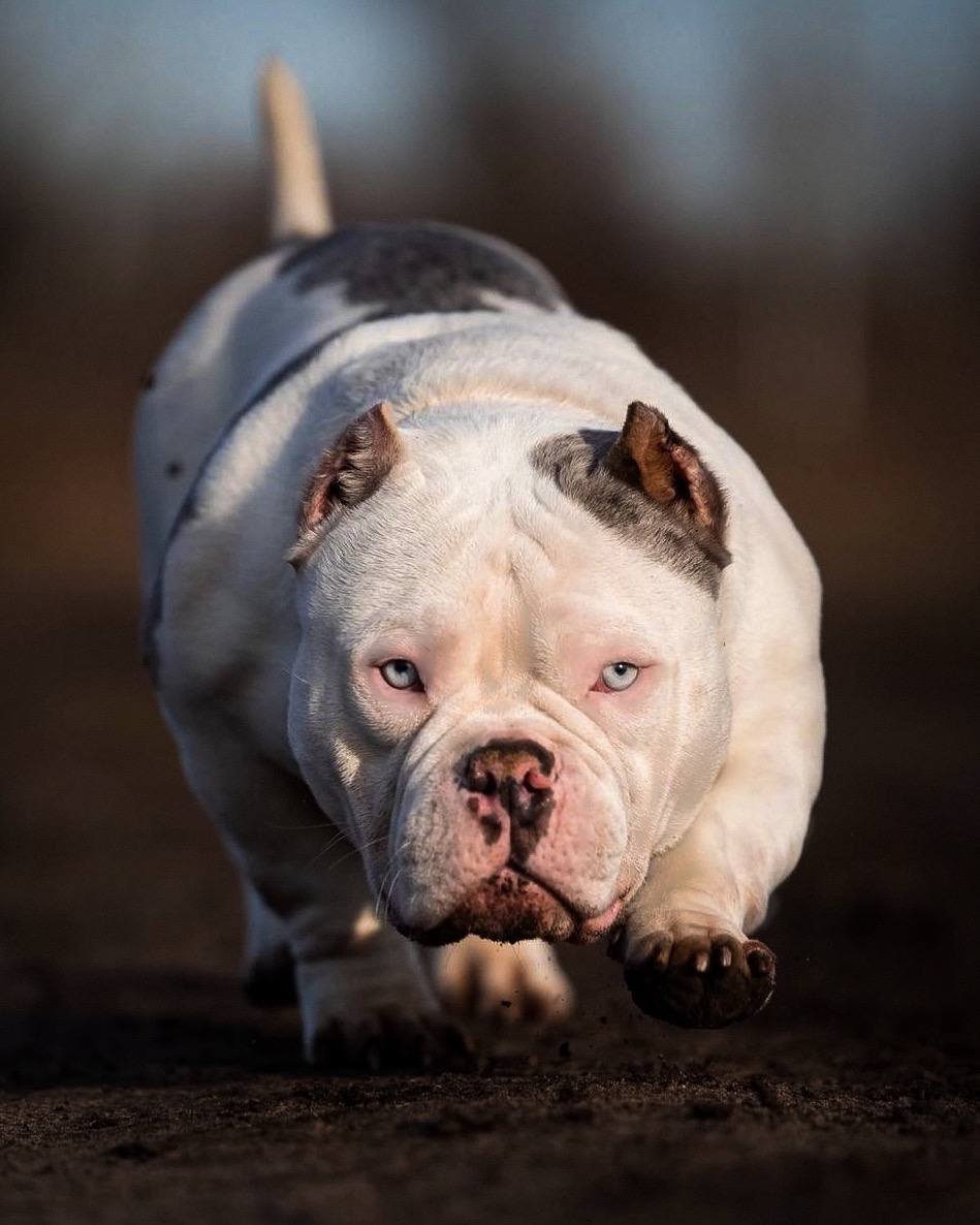 Кобели. Питомник американских булли Bounty Pride Bully